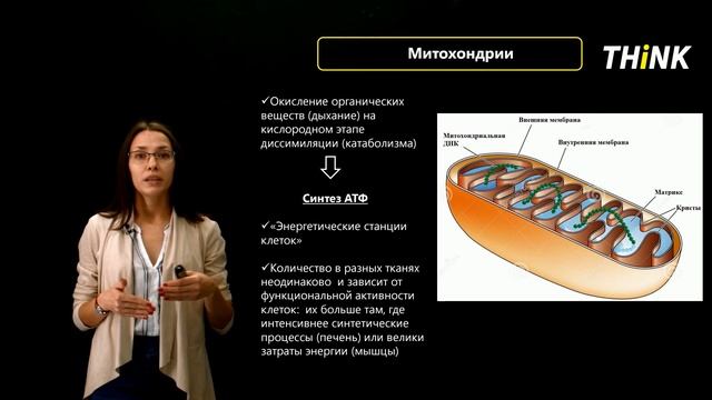 Строение эукариотной клетки: Рибосомы и Митохондрии (2/4) | Подготовка к ЕГЭ по Биологии смотреть онлайн