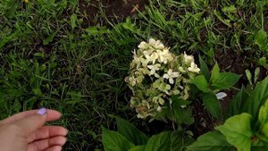 Метельчатые гортензии в моем саду - Новинки и лучшие, проверенные сорта!