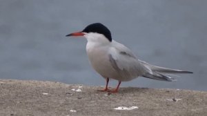 Seabirds At The Marina (Sony DSC-HX300)