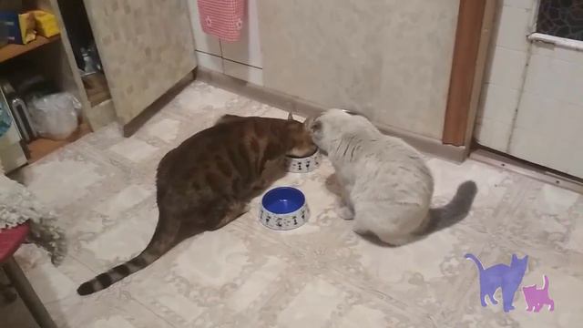 Кот Нарцисс про еду. смотреть онлайн