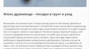 ФЛОКС ДРУММОНДА. СОРТА ФЛОКСА ДРУМОНДА. ВЫРАЩИВАНИЕ ИЗ СЕМЯН.