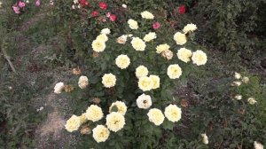 роза мистери герл, питомник роз полины козловой, rozarium.biz,  secrets of growing roses