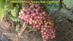 Виноград 2022. Кишмиш Шарлота