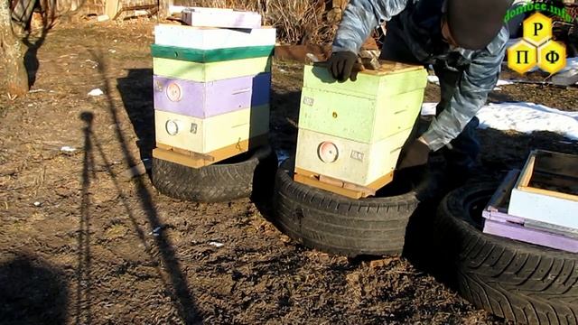Пчеловодство. Выставка пчёл и быстрая замена дна улья смотреть онлайн