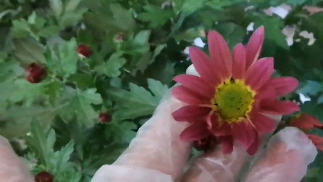 Эксперимент - горшечные хризантемы в открытом грунте!