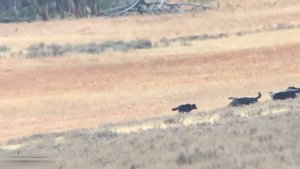 Волк против Медведя. НЕОЖИДАННЫЙ ИСХОД. Кто сильнее?