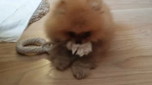 Как лает шпиц