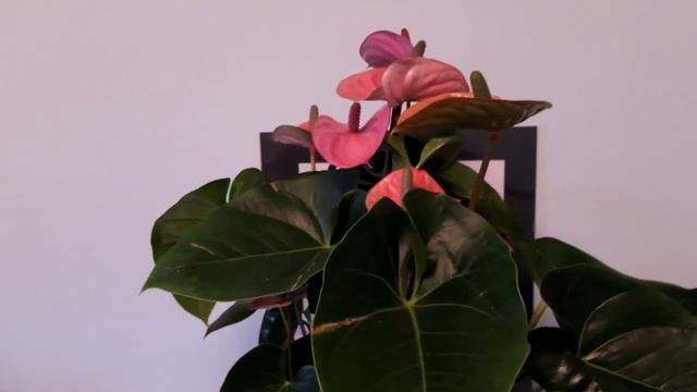 Care of Anthurium Flamingo Flower and other indoor plants смотреть онлайн