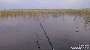 Рыбалка на диком озере,ловля карася на звёздочку/Fishing on a wild lake, fishing for an asterisk.