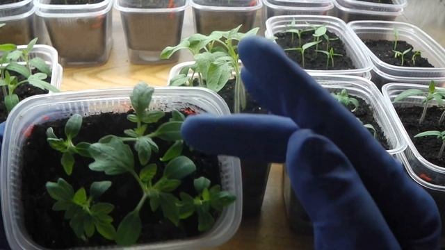 15 МАРТА КАК ВЫГЛЯДИТ РАССАДА ТОМАТНЫХ ГНОМОВ , ПОСЕЯННЫХ 1 МАРТА смотреть онлайн