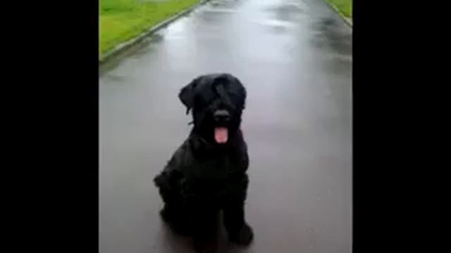 Питомник Русских Черных Терьеров ADAM RACY STYLE www.adam-brt.ru смотреть онлайн