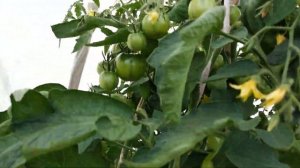 Обзор томатов в теплице и на улице, июль 2022// Наш маленький проказник))