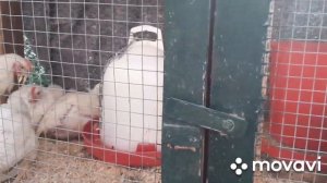 БРОЙЛЕРЫ / Содержание Кур на Улице и в Клетках /Легко и Просто / Наш Опыт