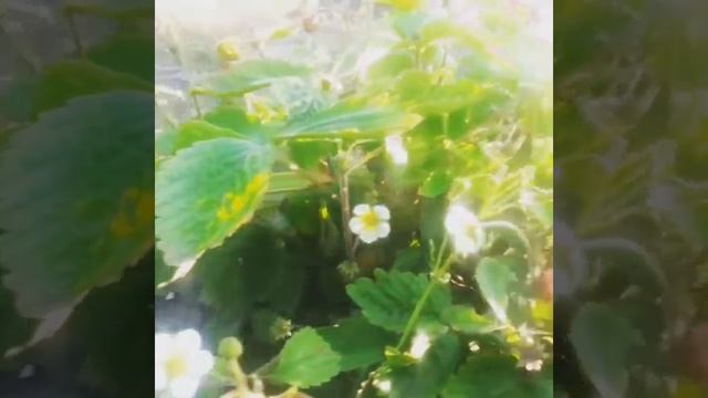 Земляника садовая ремонтантная Рюген смотреть онлайн