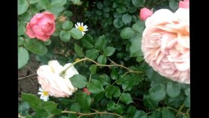АНГЛИЙСКИЕ РОЗЫ...КУСТОВЫЕ..СТАРИННЫЕ РОЗЫ . Дэвида Остина/ David Austin magnificent roses"