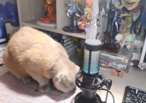 АСМР кот ест аппетитно, релакс видео