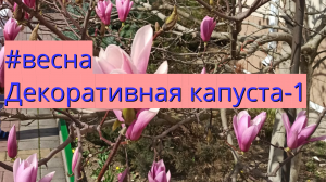 #весна Декоративная капуста1