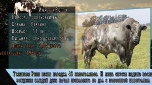 САМЫЕ САМЫЕ большие быки мира | Какой самый большой в мире бык?