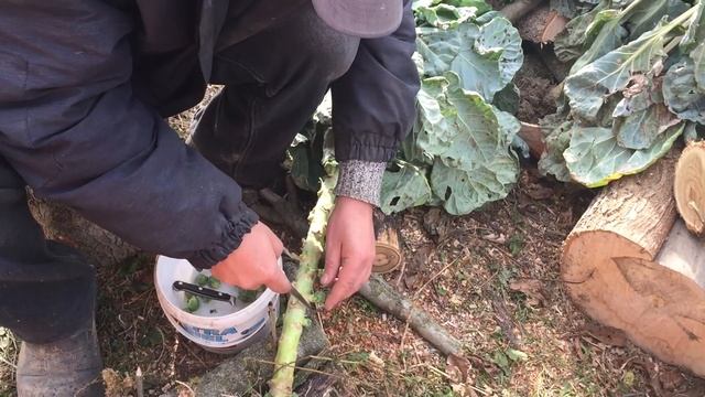 Жизнь в селе/Сбор брюссельской капусты/Привезли дрова/Новый планшет/ВЛОГ смотреть онлайн