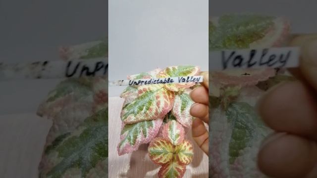 Эписция акварельная. Обзор. смотреть онлайн