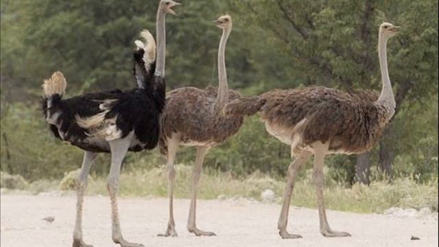 Почему страус обижает маленьких смотреть онлайн