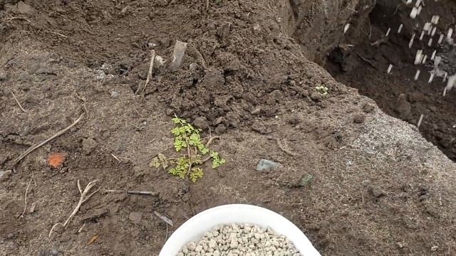 Посадка винограда в Осмокот, Перегной и Арполит