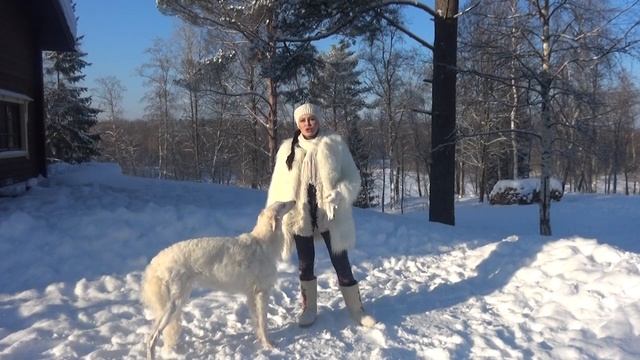 Самые красивые собаки. Породы для конников.
