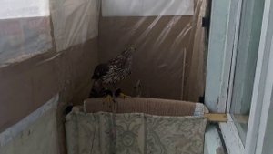 Ранняя линька у птиц зимой ??? Откуда проблема ? Обзор #присада для ястреба в квартире ???