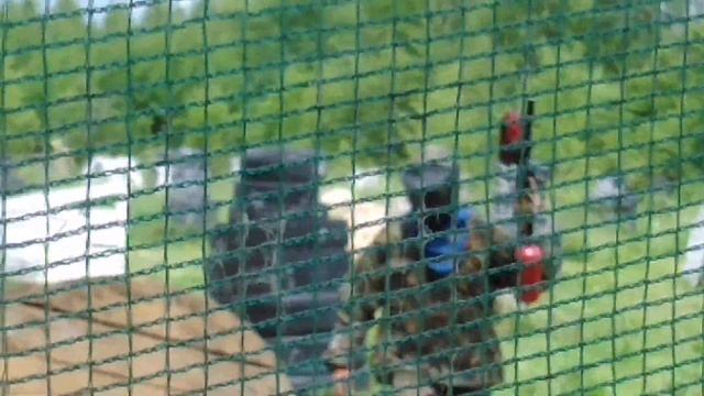 Соревнования по пейнтболу в Иваново! смотреть онлайн