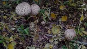 ГРИБЫ ВОЛГОГРАДСКОЙ ОБЛАСТИ.ЗОНТИКИ и БЕЛЫЕ