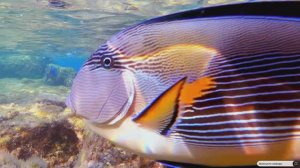 #Islam#Quran#AlAhzab'#ٌMinshawiy#Коран#АльАхьзаб#СамыеКрасивыеМеста#Relaxation#4кВидео#5часть#