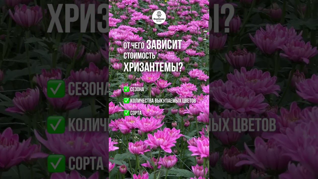 Почему цена на срезку хризантемы всегда разная?  #бизнеснацветах  #хризантема