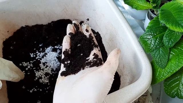 Успешное укоренение черенков сортовых гибискусов: все секреты.