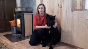 Кане-Корсо дрессировка и воспитание.