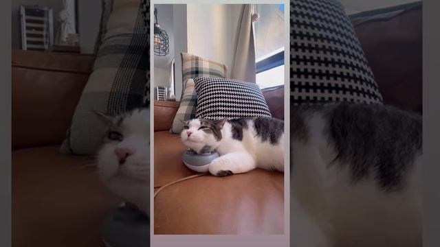 Удовлетворение киски с помощью игрушки: