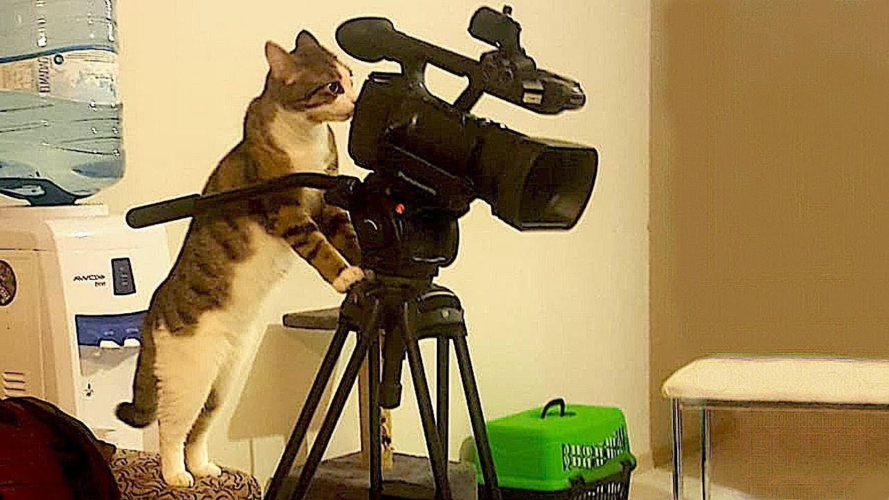 Кот с камерой