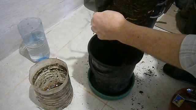 Пересадка трёх летнего инжира сорт Белый за 5 минут смотреть онлайн