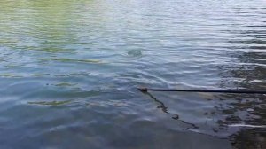Ловля карпа на фидер! Карп под водой, поклёвка карпа под водой. Флэт фидер метод фидер