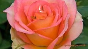 Роза чайно-гибридная Мондиале (rose hybrid tea mondiale) ? обзор: как сажать, саженцы розы Мондиале