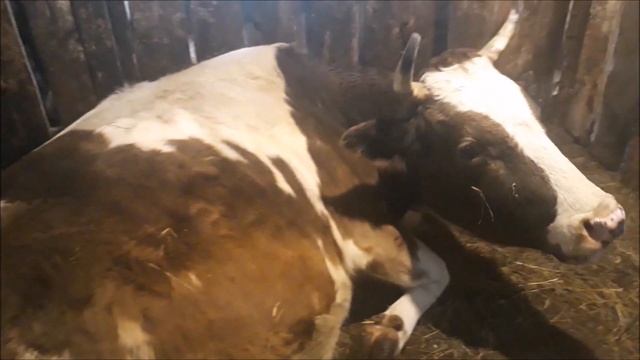 отел коровы симментальской породы.