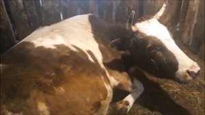 отел коровы симментальской породы.