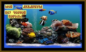 МОЙ АКВАРИУМ.Без _Черной Бороды_!MY aquarium.Without the black beard.#уходзааквариумом#