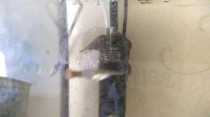 Содержание и кормление гуппи