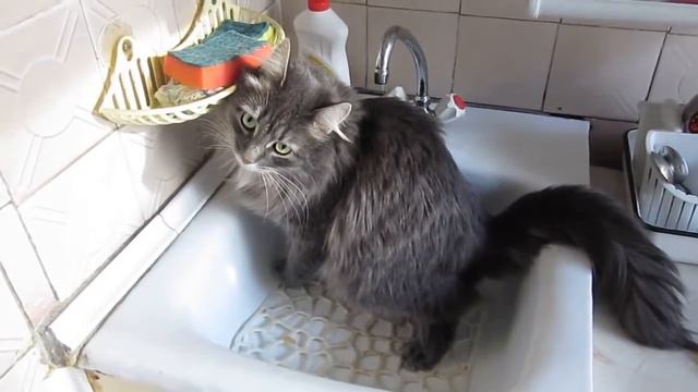 Смешные Кошки
