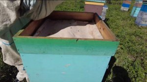 Получили маток среднерусской породы от Ханафи, пасека Старчевских