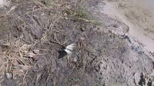 Поход выходного дня с ночевкой на лесное озеро Свято.