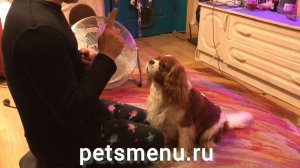 Кавалер спаниель Рафаэль и его хозяин Александр знакомятся с лакомствами ПЭТСменю petsmenu.ru
