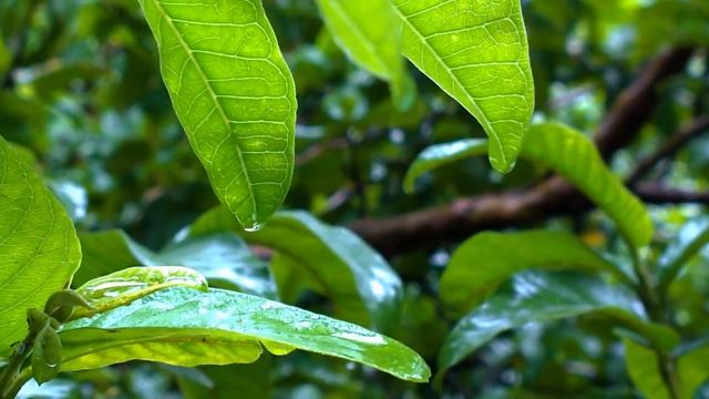 Очищающая Эмбиент музыка для борьбы со стрессом #relax #relaxations #meditation #sleep смотреть онлайн