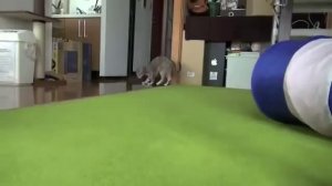 Как дрессировать кота?