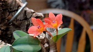 Каттлея сернуа Saphronitis cernua